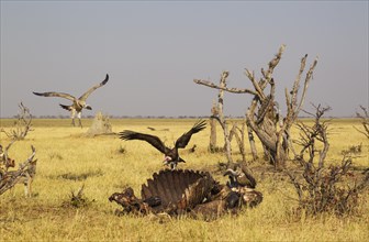 Hooded Vulture (Necrosyrtes monachus) with pink head and White-backed Vultures (Gyps africanus)