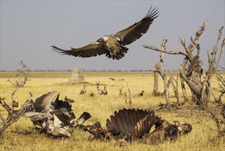 White-backed Vultures (Gyps africanus) at the carcass of a Cape Buffalo (Syncerus caffer caffer)