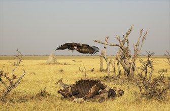 Black-backed Jackal (Canis mesomelas) and Hooded Vulture (Necrosyrtes monachus)