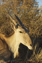 Eland (Taurotragus oryx)