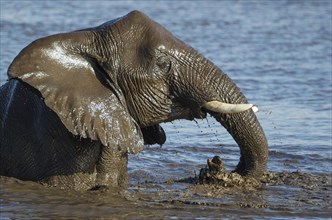 African elephant (Loxodonta africana) female having fun at waterhole