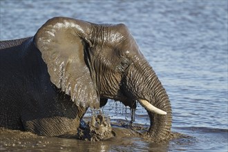 African elephant (Loxodonta africana) female having fun at waterhole