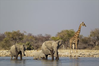 African elephant (Loxodonta africana) cow with two calves at waterhole