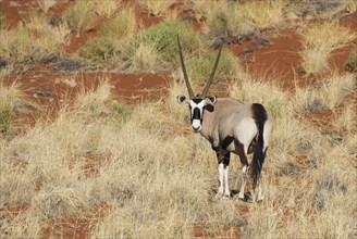 Gemsbok or gemsbuck (Oryx gazella) on grassy dune