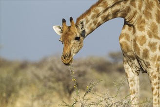 South African giraffe (Giraffa camelopardalis giraffa) female