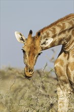 South African giraffe (Giraffa camelopardalis giraffa) female feeding on acacia nebrownii (Acacia nebrownii)