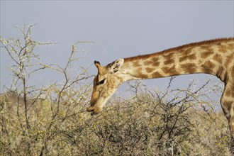 South African giraffe (Giraffa camelopardalis giraffa) female
