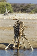 South African giraffe (Giraffa camelopardalis giraffa) male drinking at waterhole