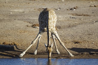 South African giraffe (Giraffa camelopardalis giraffa) female drinking at waterhole