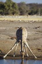 South African giraffe (Giraffa camelopardalis giraffa) female drinking at waterhole
