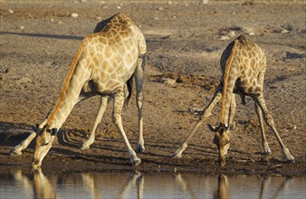 South African giraffes (Giraffa camelopardalis giraffa)