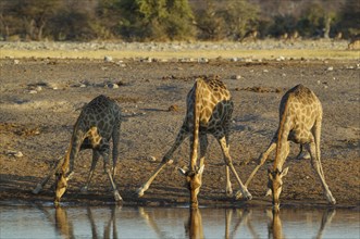 South African giraffe (Giraffa camelopardalis giraffa) three females