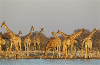 South African giraffes (Giraffa camelopardalis giraffa) meeting at waterhole