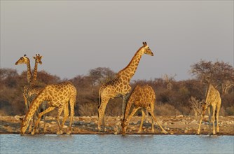 South African giraffes (Giraffa camelopardalis giraffa) meeting at waterhole