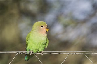 Rosy-faced lovebird (Agapornis roseicollis) juvenile on wire fence