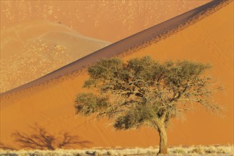 Camel thorn tree (Acacia erioloba) and sand dunes in the evening in the Namib Desert