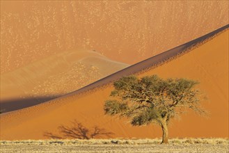Camel thorn tree (Acacia erioloba) and sand dunes in the evening in the Namib Desert