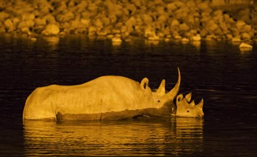Black rhinoceros or hook-lipped rhinoceros (Diceros bicornis) cow with calf at floodlit waterhole of Okaukuejo Camp during night