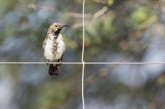 Dusky sunbird (Cinnyris fuscus)