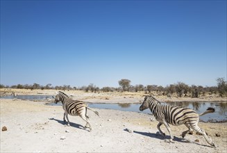 Burchell's zebras (Equus quagga burchellii) rushing towards waterhole