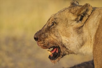 Lion (Panthera leo)