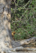 Lion (Panthera leo)