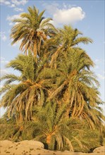 Date palms (Phoenix dactylifera) in the palmeries around Rissani