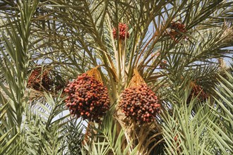 Bunches of ripe dates at a date palm (Phoenix dactylifera)