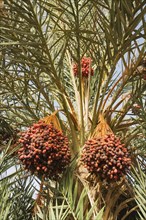 Bunches of ripe dates at a date palm (Phoenix dactylifera)