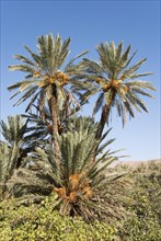 Date palms (Phoenix dactylifera) with bunches of ripe dates