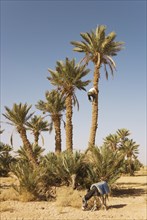 Man gathering the ripe dates from a high date palm (Phoenix dactylifera)