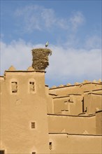White Stork (Ciconia ciconia) in its nest on the Kasbah Taourirt in the town of Ouarzazate south of the High Atlas mountains