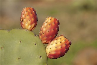Cultivated prickly pear (Opuntia ficus-indica) with fruits near the town of Sidi Ifni
