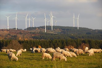 Sheep grazing in front of wind turbines in Waigandshain