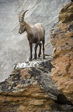 Alpine ibex (Capra ibex) standing on rock