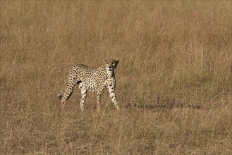 Female Cheetah (Acinonyx jubatus) roaming the grasslands