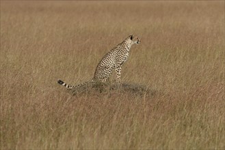 Cheetah (Acinonyx jubatus) sitting on a termite mound