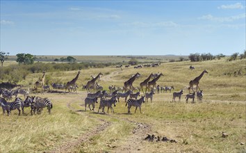 Zebras (Equus quagga) and giraffe (Giraffa camelopardalis) crossing a dried up river bed