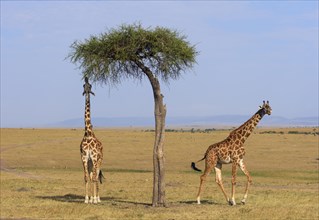 Masai giraffes (Giraffa camelopardalis)