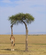 Masai giraffes (Giraffa camelopardalis)