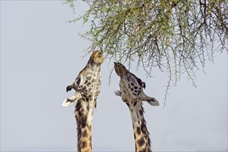 Masai giraffes (Giraffa camelopardalis) feeding on a great acacia tree