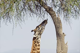 Masai giraffe (Giraffa camelopardalis) feeding on a great acacia tree