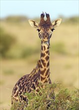 Masai giraffe (Giraffa camelopardalis)