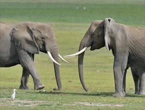 Two African bush elephants (Loxodonta africana) in a swamp