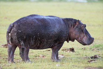 Hippo (Hippopotamus amphibious)