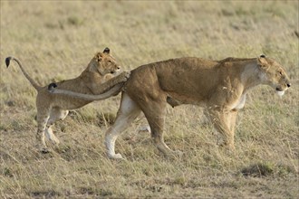 Lion (Panthera leo) cub playing with its mother