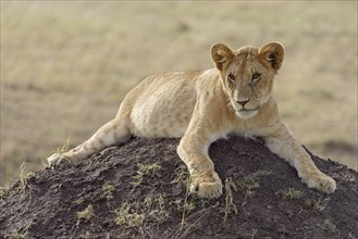 Young lion (Panthera leo) on a termite mound