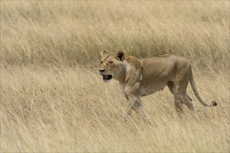 Lioness (Panthera leo) roaming through the tall grass