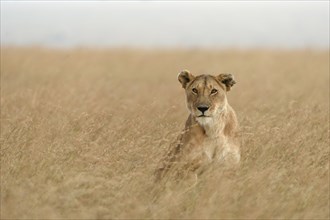 Lioness (Panthera leo) sitting in tall grass