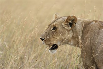 Lioness (Panthera leo) in tall grass